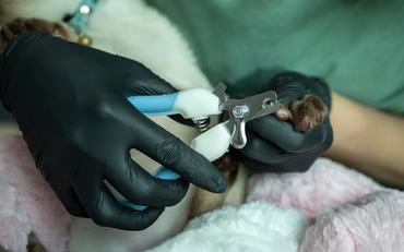 kozmetikus vágja a macska karmát