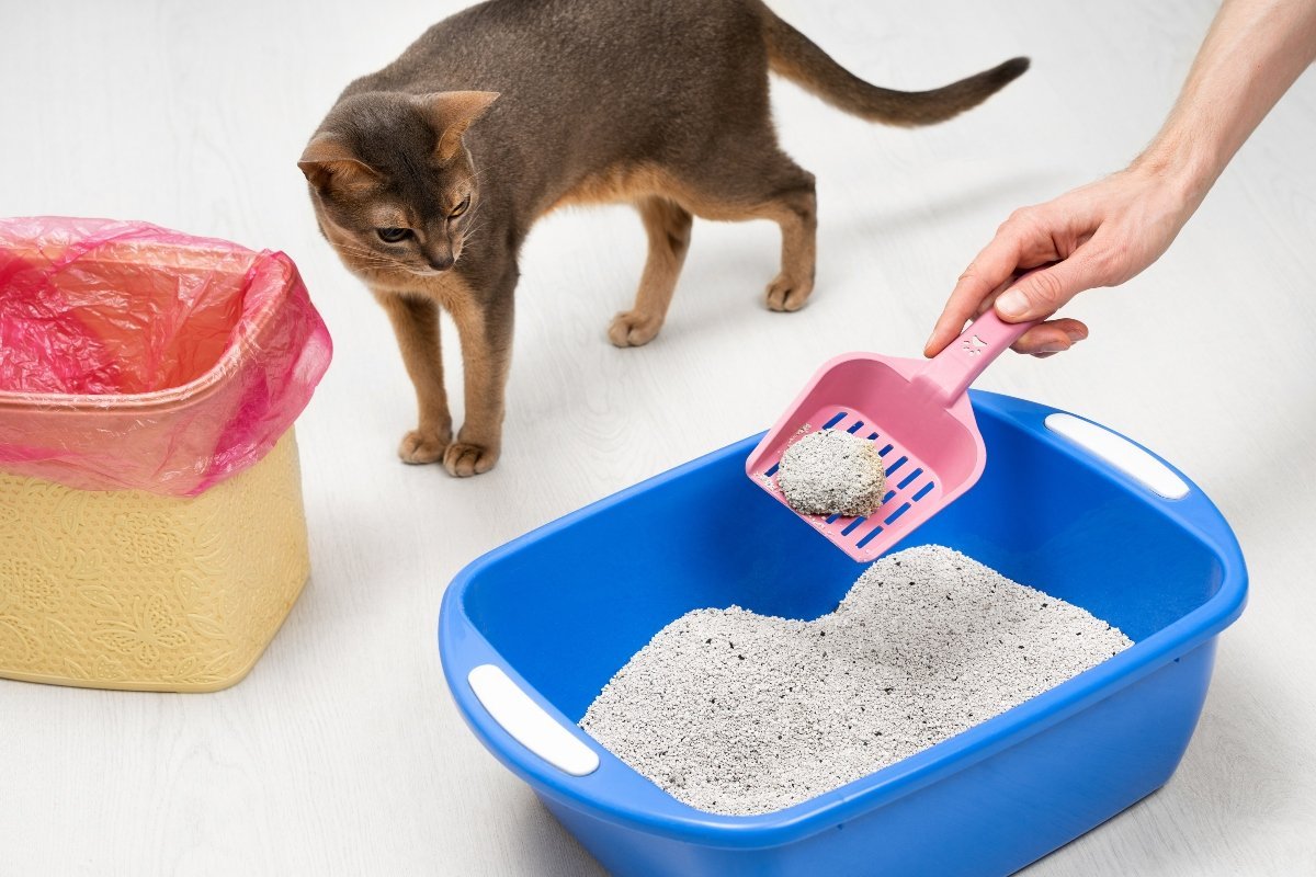 litterbox cleaning