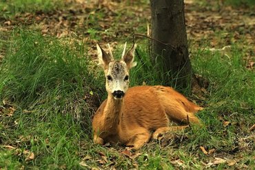 lying deer