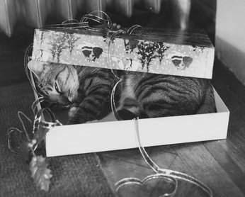 Macska dobozban alszik