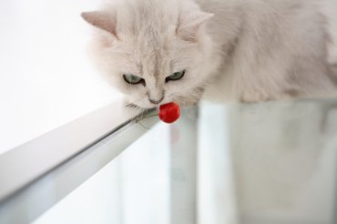 macska cseresznyét szagolgat