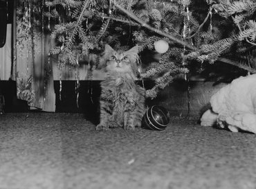 Macska a karácsonyfa alatt