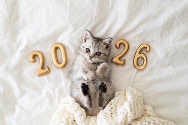 macska 2026-os felirattal