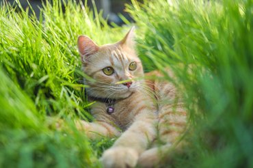 macska a fűben fekszik