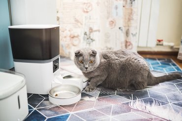 macska automata etetővel