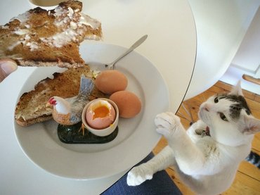 macska az asztalon lévő reggeliért nyúl