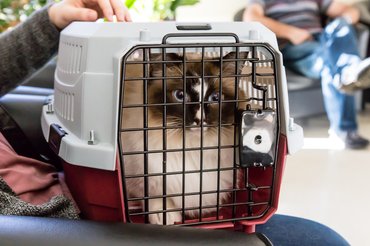 macska boxban vár állatorvosi rendelőben