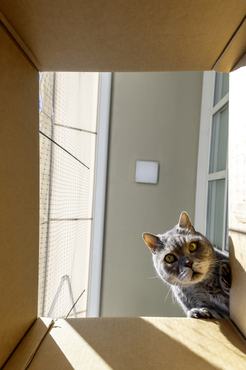 macska egy dobozba néz