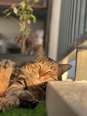 macska erkélyen napozik