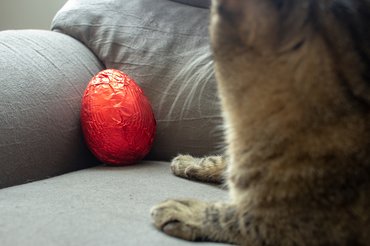 macska és egy csokitojás