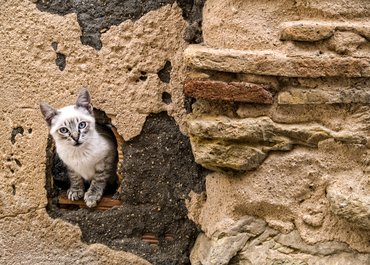 macska falba lévő lyukból dugja ki a fejét