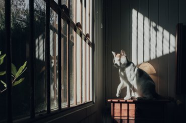 macska félhomályban az ablakban ül