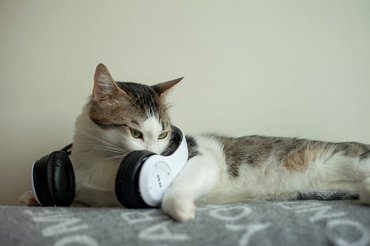 macska fülhallgatóval