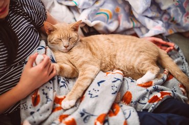 macska gazdival plédeken fekszik