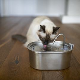 macska ivókútból iszik