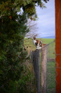 macska kerítésen állva les fel a fára