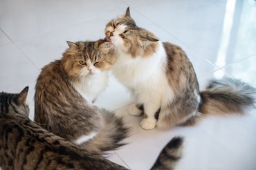 macska nyalja társa fülét