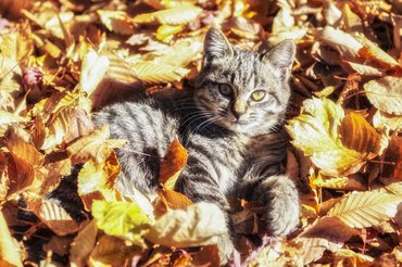 macska őszi levelek között