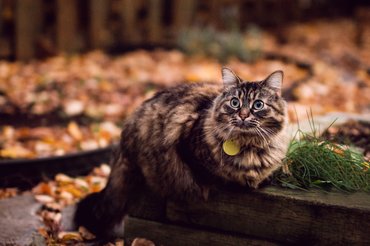 macska őszi udvaron