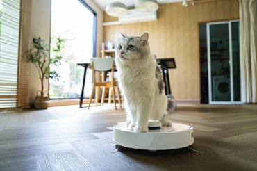 macska robotporszívón ül