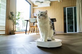 macska robotporszívón ül