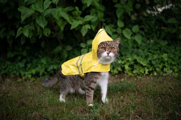 macska udvaron sárga esőkabátban