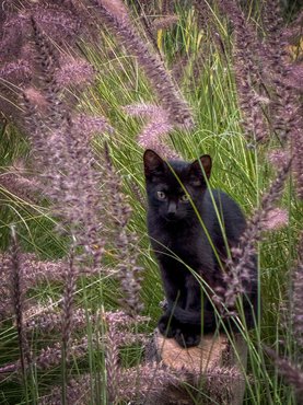 macska virágok között