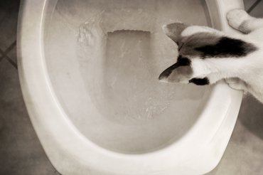 macska wc-ből iszik