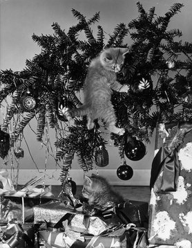 Macskák a karácsonyfa körül