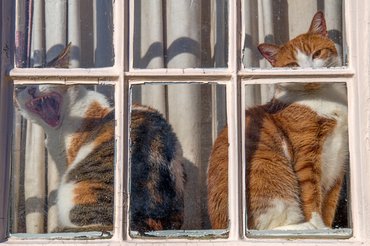 macskák ülnek az ablakban
