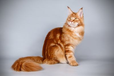 maine coon
