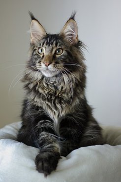 maine coon cat
