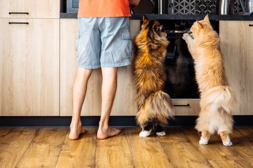 maine coon cicák nyújtózkodnak a konyhapultra a gazdájuk mellett