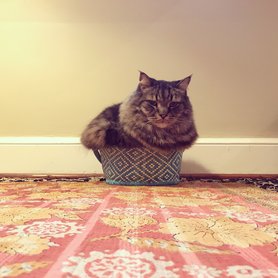 maine coon egy apró kosárban