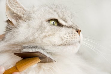 maine coon fésülés