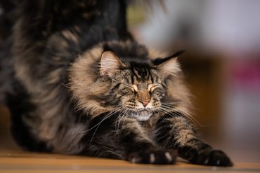 maine coon nyújtózik