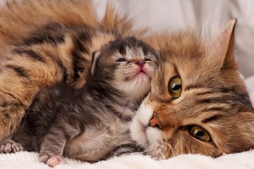mama cat and baby cat