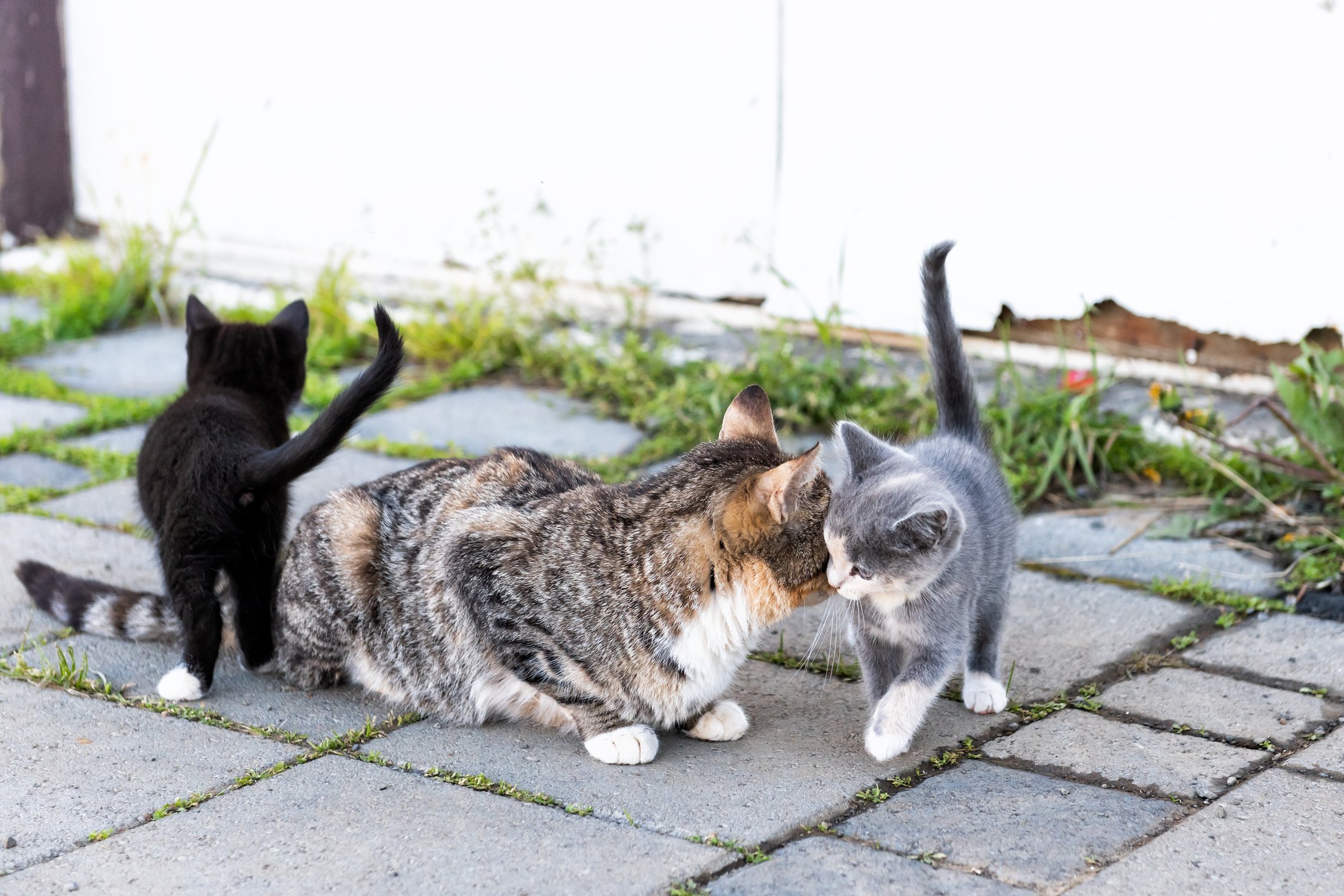 mama cat and kittens