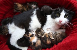 mama cat with her kittens