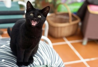 meowing black cat