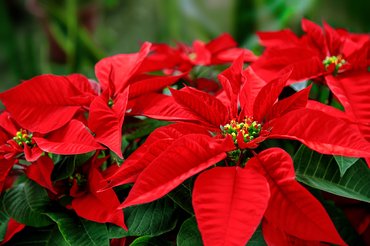 Mikulásvirág (Euphorbia pulcherrima)
