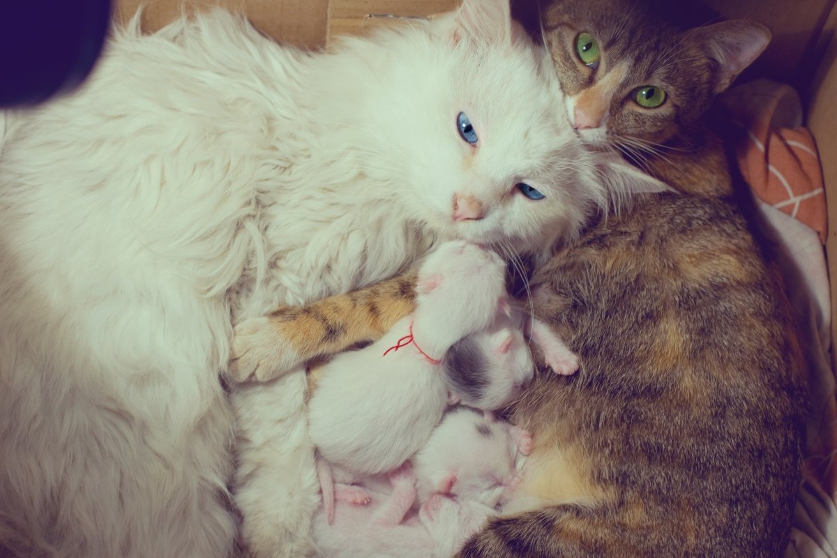 mother and father cat with kittens