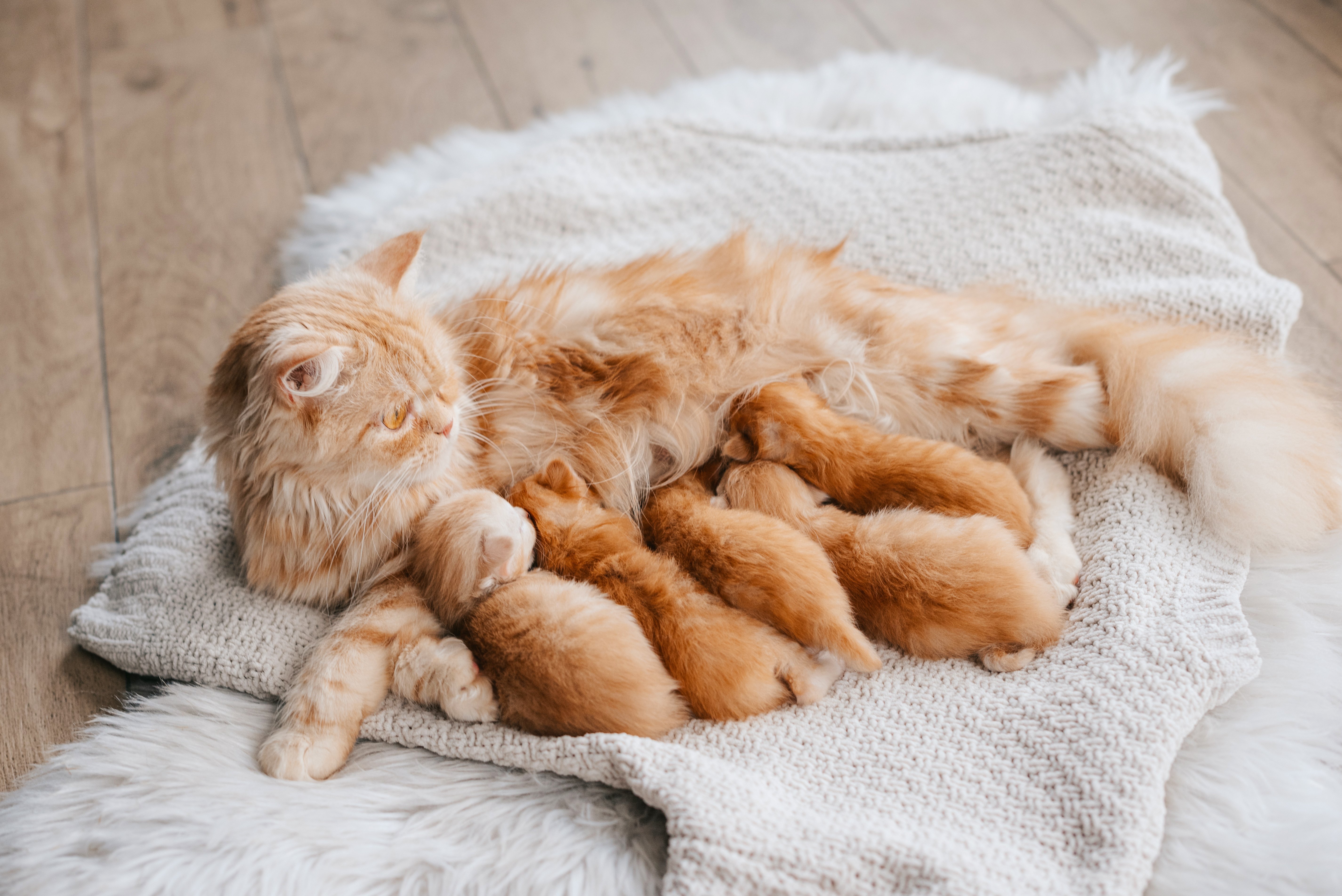 mother cat nursing