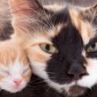 mother cat with a kitten