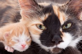 mother cat with a kitten