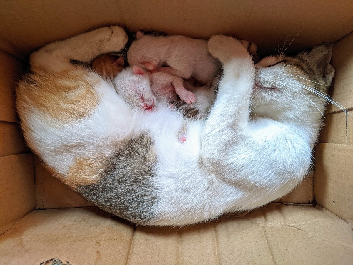 mother cat with kittens in a box