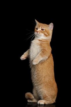 munchkin cat standing on hind legs