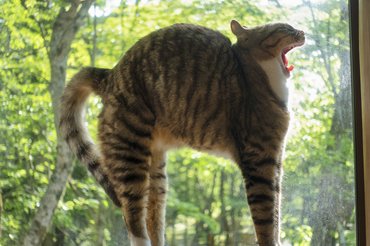 napsütéses ablakban domborító cica