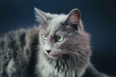 nebelung