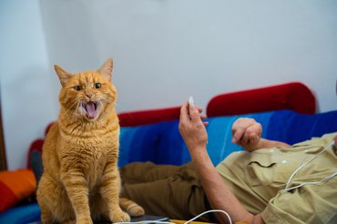 nyávogó macska gazdája mellett ül